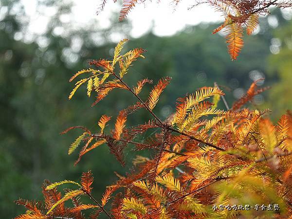 太平苗圃落羽松 (23).jpg