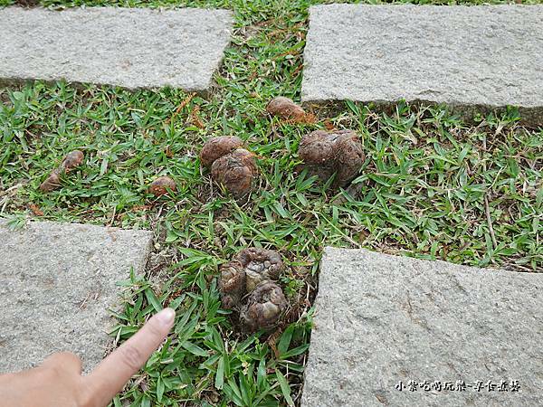 太平苗圃落羽松 (19).jpg