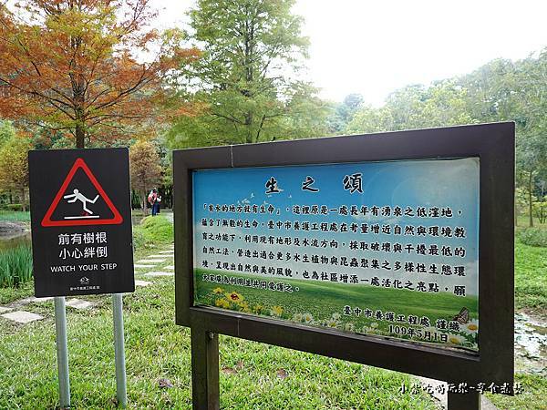 太平苗圃落羽松 (16).jpg