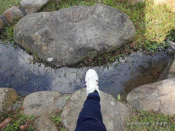 太平苗圃落羽松 (22).jpg