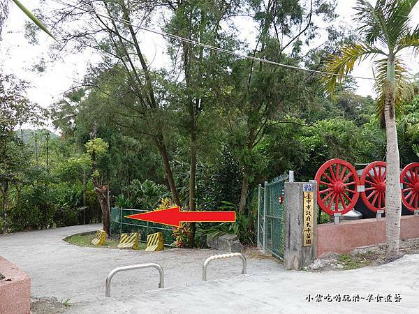 太平苗圃落羽松 (14).jpg