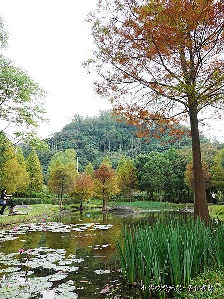 太平苗圃落羽松 (12).jpg
