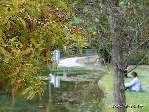 太平苗圃落羽松 (25).jpg