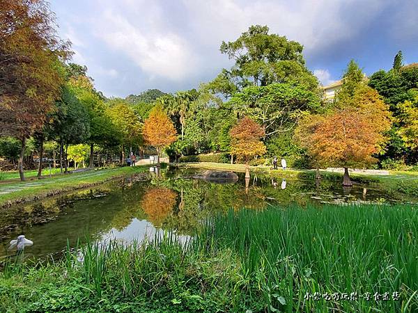 太平苗圃落羽松 (8).jpg