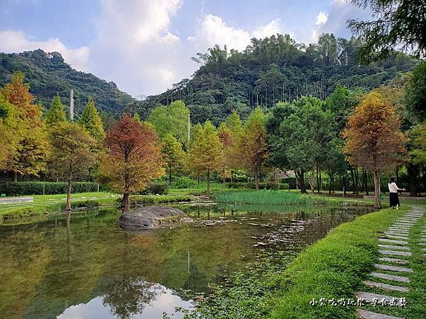 太平苗圃落羽松 (9).jpg