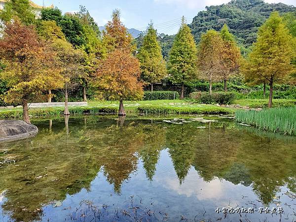 太平苗圃落羽松 (6).jpg