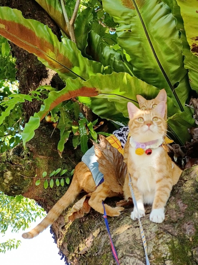 【花蓮.光復】阿樂樂代Aredetay。法式原住民精緻料理。融合阿美族的飲食文化。值得一訪