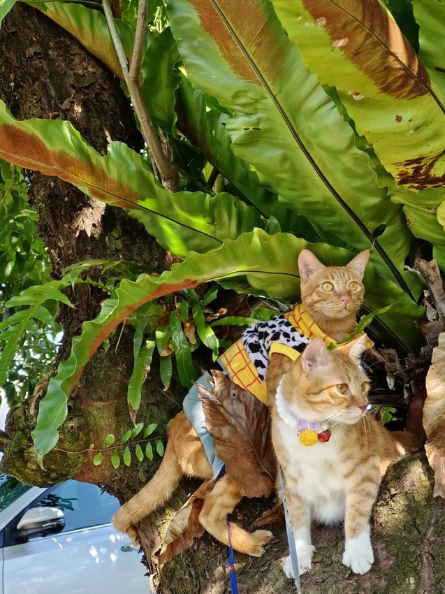 【花蓮.光復】阿樂樂代Aredetay。法式原住民精緻料理。融合阿美族的飲食文化。值得一訪