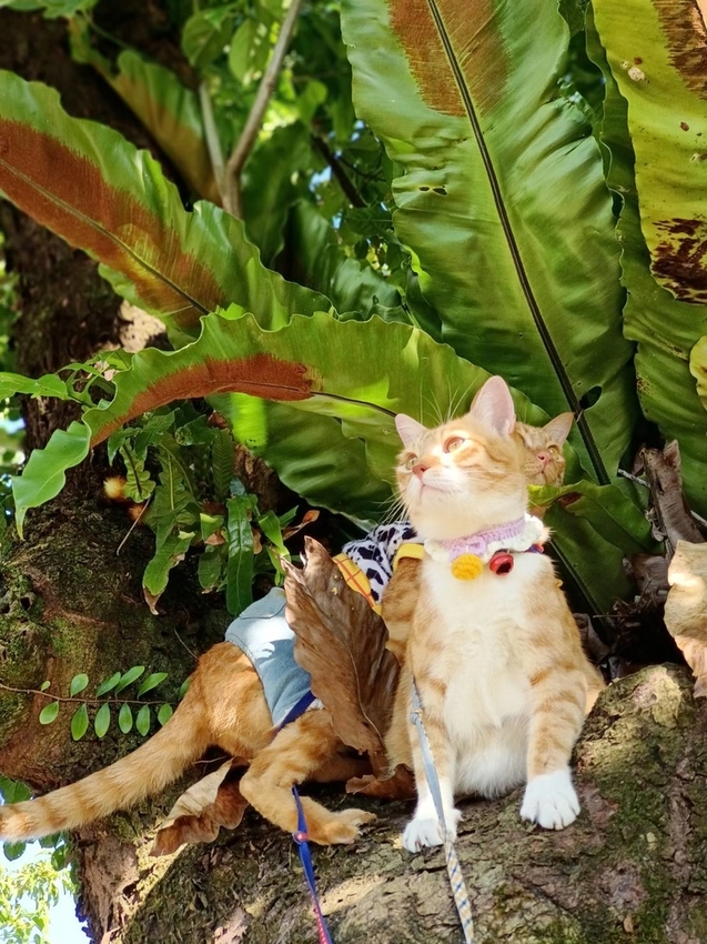 【花蓮.光復】阿樂樂代Aredetay。法式原住民精緻料理。融合阿美族的飲食文化。值得一訪