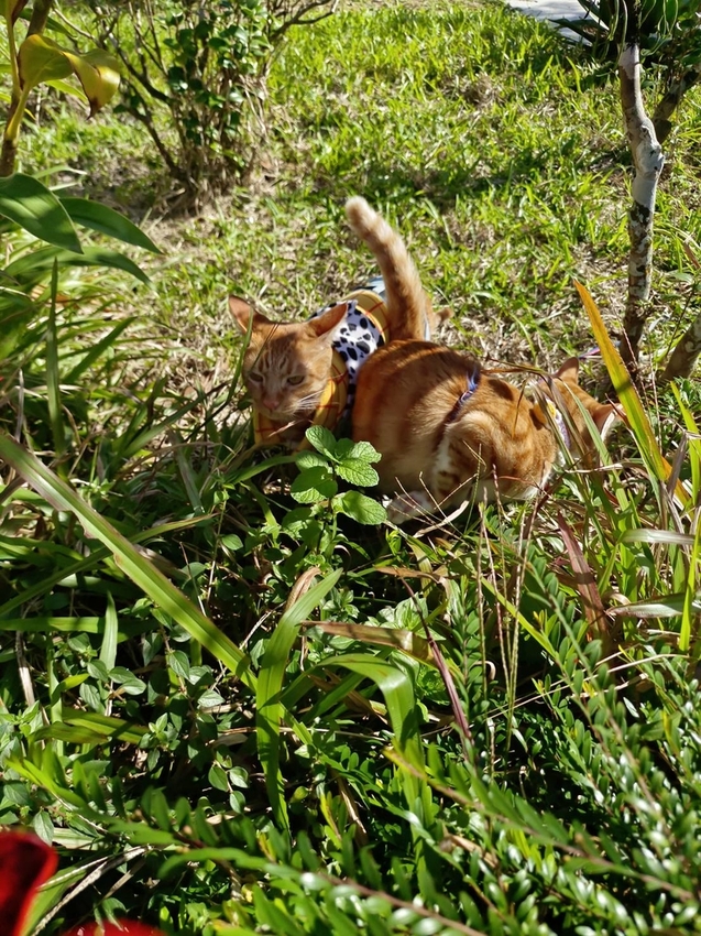 【花蓮.光復】阿樂樂代Aredetay。法式原住民精緻料理。融合阿美族的飲食文化。值得一訪