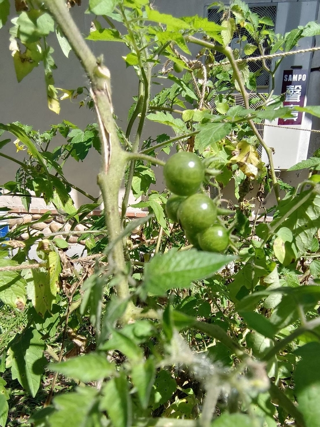 【花蓮.光復】阿樂樂代Aredetay。法式原住民精緻料理。融合阿美族的飲食文化。值得一訪