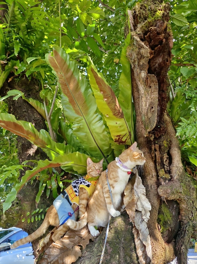 【花蓮.光復】阿樂樂代Aredetay。法式原住民精緻料理。融合阿美族的飲食文化。值得一訪