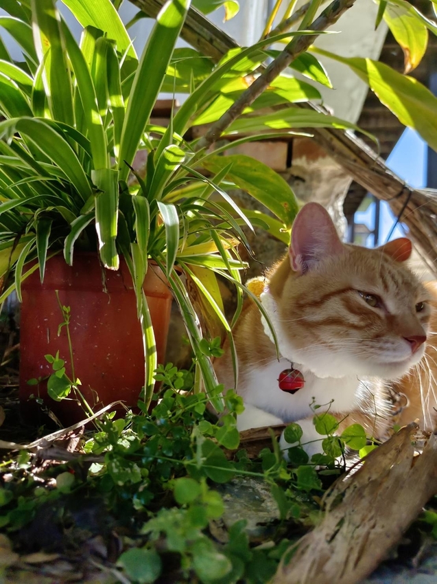 【花蓮.光復】阿樂樂代Aredetay。法式原住民精緻料理。融合阿美族的飲食文化。值得一訪