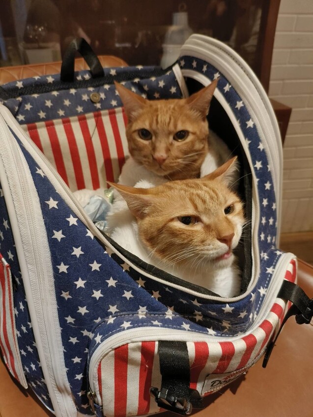 59796.jpg - 【基隆】三奇壹號咖啡館X築甜製菓。寵物友善+抹茶千層+榛果千層+草莓千層+手沖咖啡