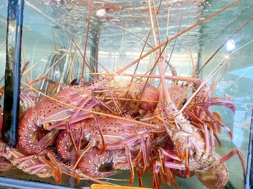 S__1654815.jpg S__1654815.jpg