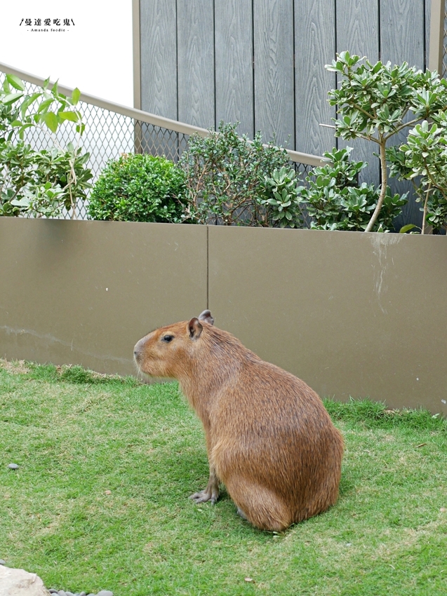 太療癒!萌翻天的水豚店長上工啦『MOGU KABI 豆塔專賣店』繽紛水果塔、酥香夏威夷豆塔吃起來!成大美食|台南伴手禮|台南景點|台南東區 - 曼達愛吃鬼