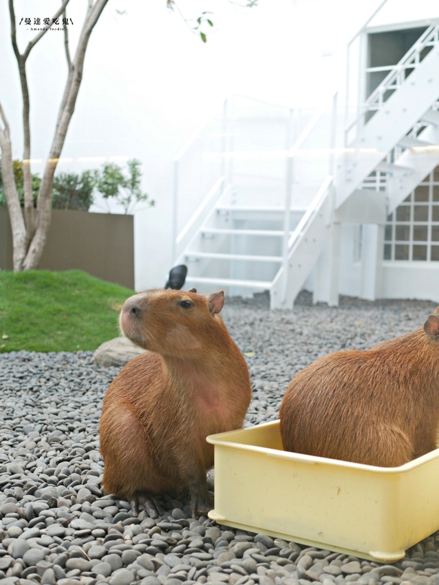 太療癒!萌翻天的水豚店長上工啦『MOGU KABI 豆塔專賣店』繽紛水果塔、酥香夏威夷豆塔吃起來!成大美食|台南伴手禮|台南景點|台南東區 - 曼達愛吃鬼