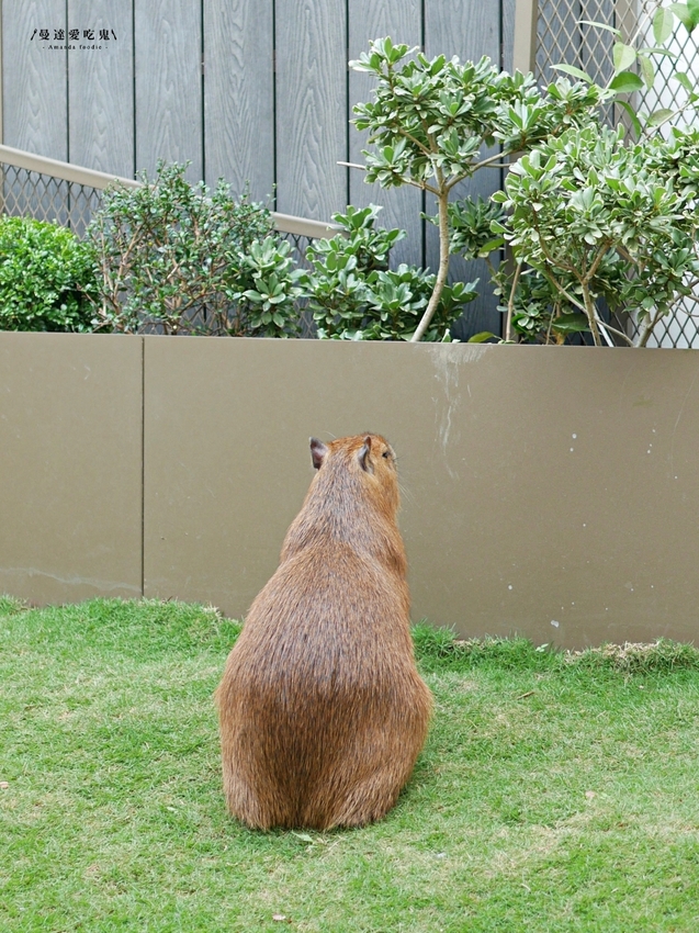 太療癒!萌翻天的水豚店長上工啦『MOGU KABI 豆塔專賣店』繽紛水果塔、酥香夏威夷豆塔吃起來!成大美食|台南伴手禮|台南景點|台南東區 - 曼達愛吃鬼