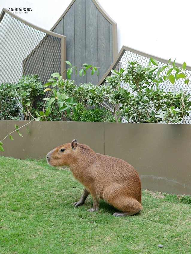 太療癒!萌翻天的水豚店長上工啦『MOGU KABI 豆塔專賣店』繽紛水果塔、酥香夏威夷豆塔吃起來!成大美食|台南伴手禮|台南景點|台南東區 - 曼達愛吃鬼