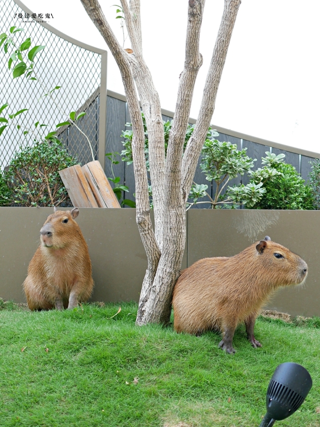 太療癒!萌翻天的水豚店長上工啦『MOGU KABI 豆塔專賣店』繽紛水果塔、酥香夏威夷豆塔吃起來!成大美食|台南伴手禮|台南景點|台南東區 - 曼達愛吃鬼