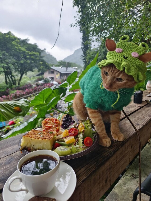373940.jpg - 【台北.瑞芳】三貂嶺寵物友善咖啡廳。山寓早午餐。森林系戶外咖啡廳