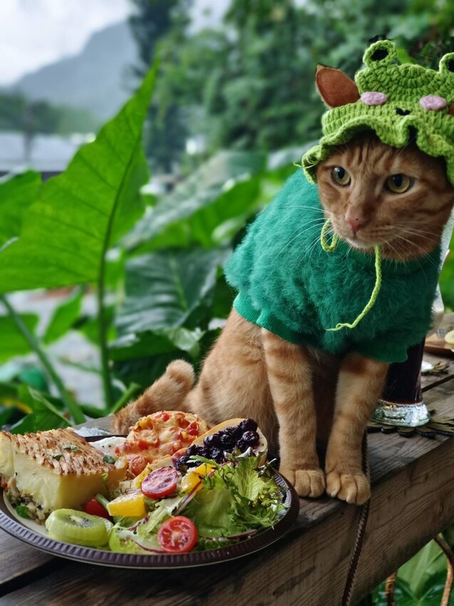 373942.jpg - 【台北.瑞芳】三貂嶺寵物友善咖啡廳。山寓早午餐。森林系戶外咖啡廳