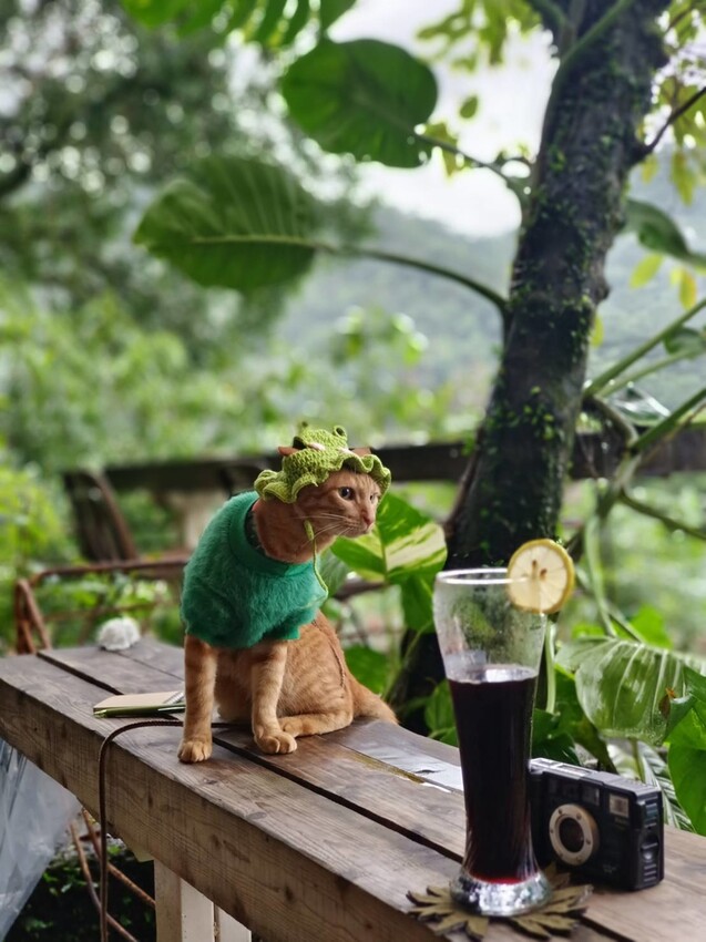 373939.jpg - 【台北.瑞芳】三貂嶺寵物友善咖啡廳。山寓早午餐。森林系戶外咖啡廳