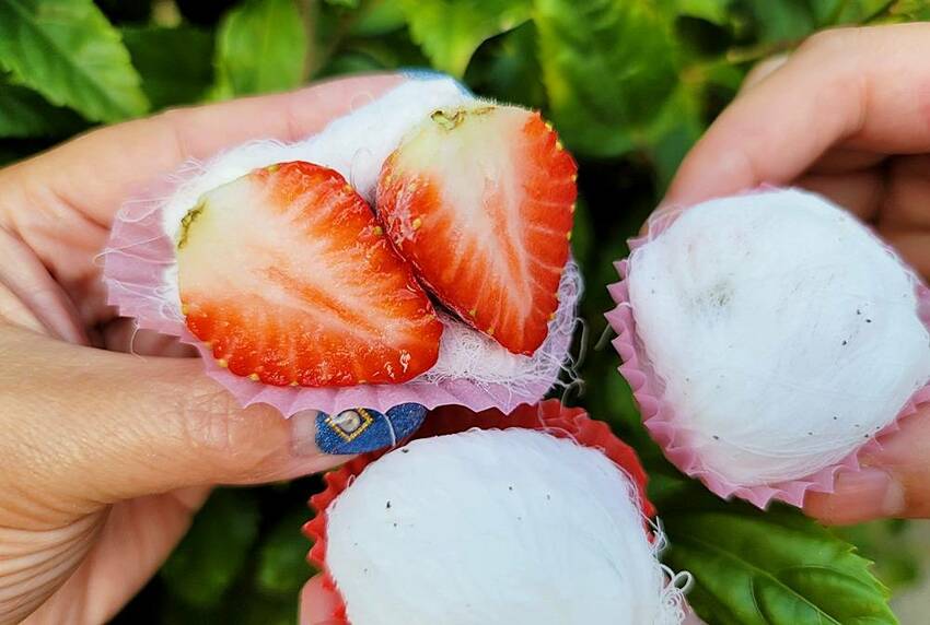 想吃請排隊！草莓龍鬚糖１人限購２盒，還沒開店客人搶拿號碼牌，逢甲商圈新美食、你吃過了嗎？