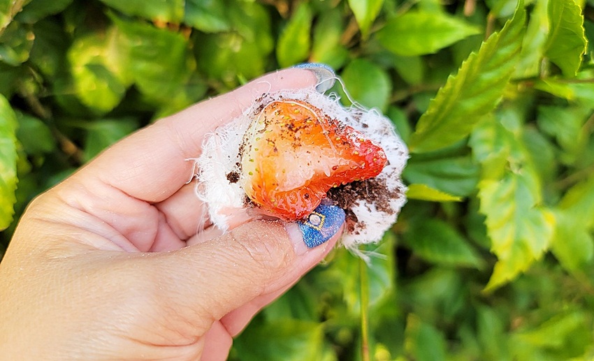 想吃請排隊！草莓龍鬚糖１人限購２盒，還沒開店客人搶拿號碼牌，逢甲商圈新美食、你吃過了嗎？