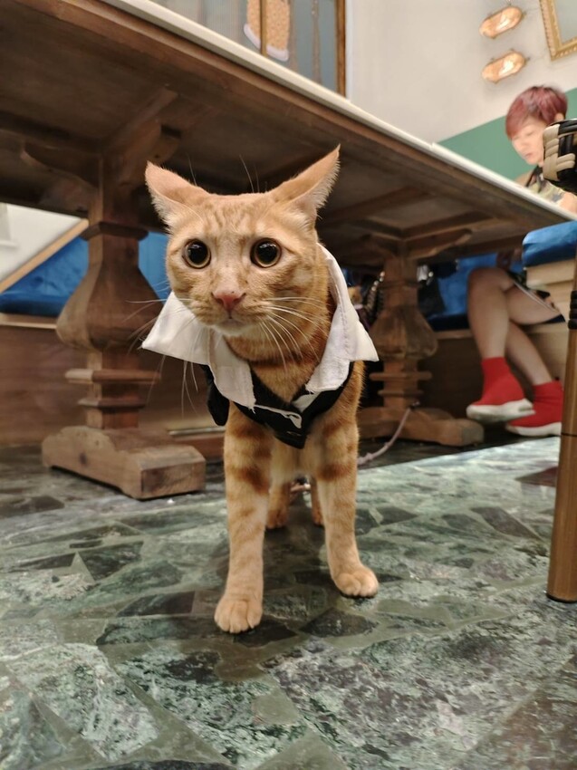 12625.jpg - 【屏東.恆春】虎炊稻台菜網美餐廳。寵物友善可坐椅子。推魚香茄子+明太子煎蛋+口水雞