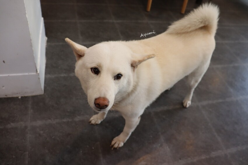 [台南複合式冰品店推薦]花食間手作HUA SHIH JIAN