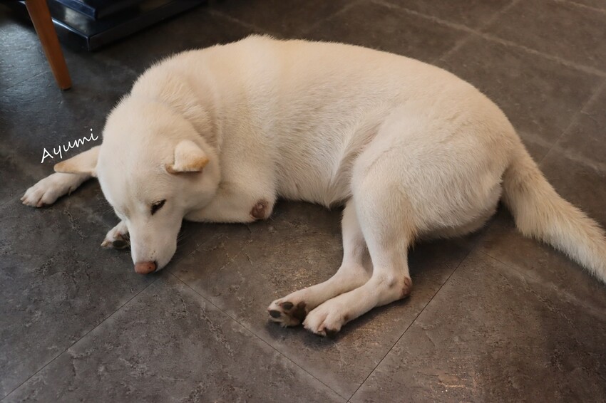 [台南複合式冰品店推薦]花食間手作HUA SHIH JIAN