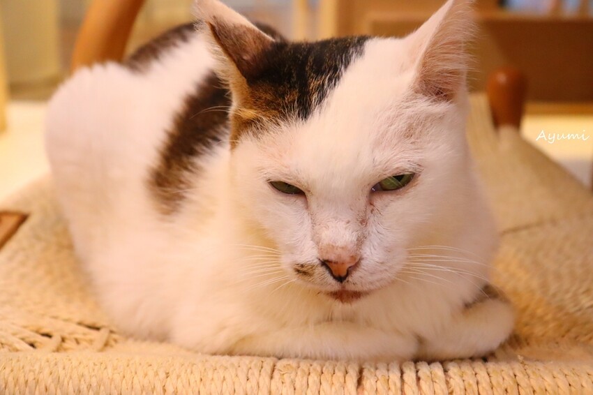 [台南複合式冰品店推薦]花食間手作HUA SHIH JIAN