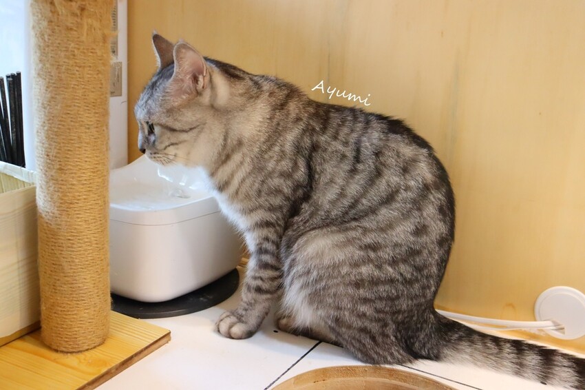 [台南複合式冰品店推薦]花食間手作HUA SHIH JIAN