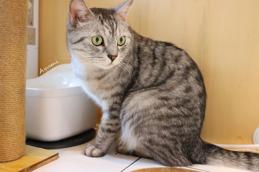 [台南複合式冰品店推薦]花食間手作HUA SHIH JIAN