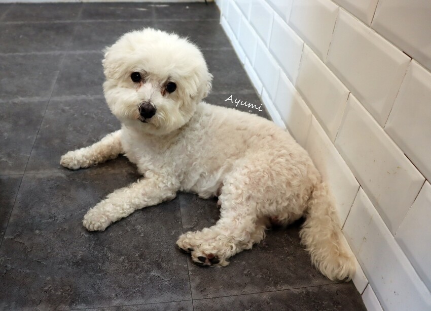 [台南複合式冰品店推薦]花食間手作HUA SHIH JIAN