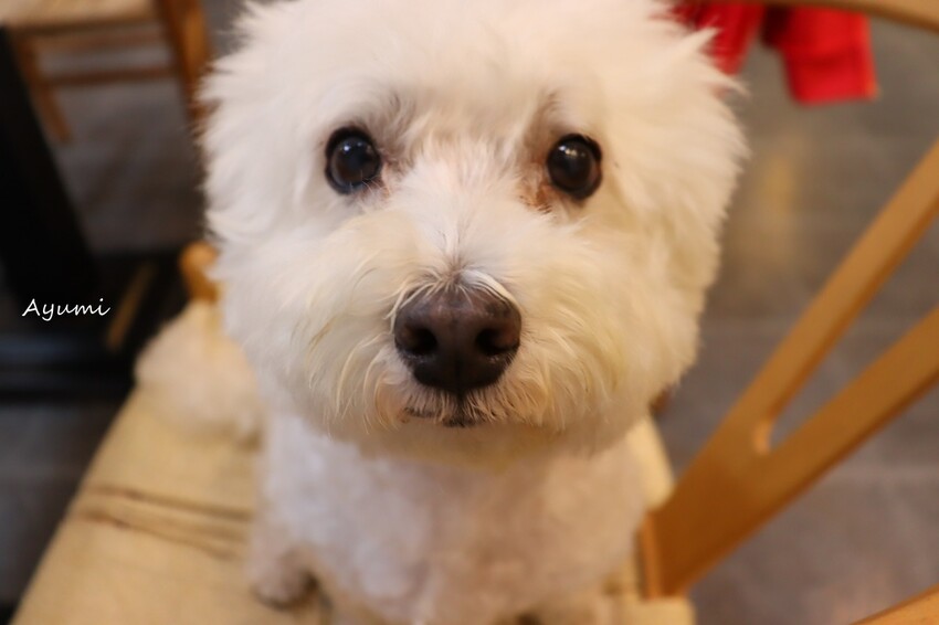 [台南複合式冰品店推薦]花食間手作HUA SHIH JIAN