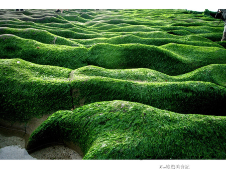 老梅綠石槽：【遊記】oO。o○新北市　北海岸　石門區　老梅石槽　老梅　綠石槽　潮溝　海蝕溝　可怕的綠怪物現身石門區，是不是世界末日～。oO。o○。　