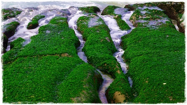 老梅綠石槽:【新北◍•ᴗ•◍石門】景點・北海岸老梅綠石槽✯婚紗拍攝景點|鑲嵌於老梅的祖母綠,期間限定翠綠海岸灘岩 老梅綠石槽:【新北◍•ᴗ•◍石門】景點・北海岸老梅綠石槽✯婚紗拍攝景點|鑲嵌於老梅的祖母綠,期間限定翠綠海岸灘岩