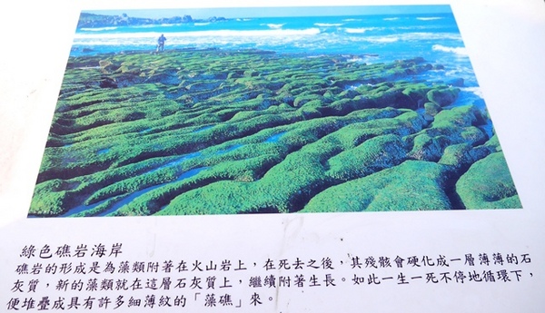 老梅綠石槽:【新北◍•ᴗ•◍石門】景點・北海岸老梅綠石槽✯婚紗拍攝景點|鑲嵌於老梅的祖母綠,期間限定翠綠海岸灘岩 老梅綠石槽:【新北◍•ᴗ•◍石門】景點・北海岸老梅綠石槽✯婚紗拍攝景點|鑲嵌於老梅的祖母綠,期間限定翠綠海岸灘岩