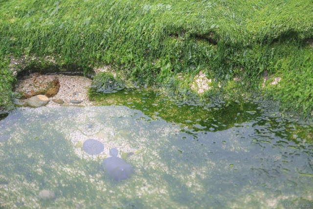 老梅綠石槽-5
