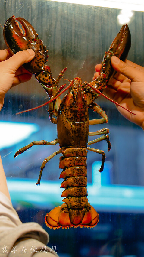 輔大痛風鍋,新莊痛風鍋,新莊海鮮火鍋,輔大海鮮火鍋,新莊中正路美食,新莊韓式,輔大韓式,新莊部隊鍋,輔大部隊鍋,新莊龍蝦,輔大龍蝦