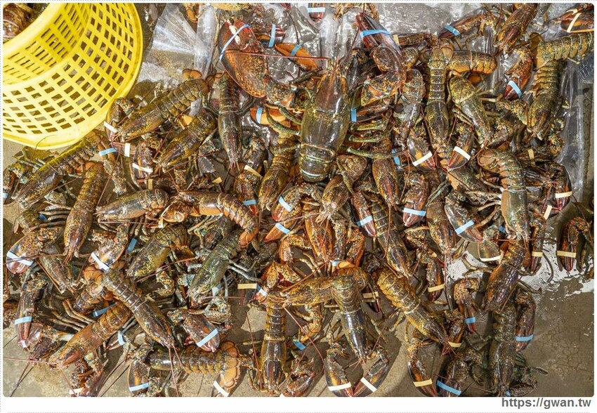 號稱龍蝦界的小犢牛,每年6月才能捕撈,只送不賣,還有杜老爺冰淇淋吃到飽!