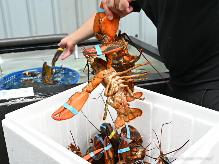 台中市南屯區菁選涮涮鍋｜台中南屯超強活體海鮮火鍋搬新家，帝王蟹大崩盤，錯過等明年！