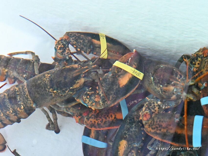 台中市南屯區菁選涮涮鍋｜台中南屯超強活體海鮮火鍋搬新家，帝王蟹大崩盤，錯過等明年！