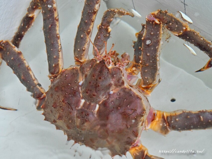 台中市南屯區菁選涮涮鍋｜台中南屯超強活體海鮮火鍋搬新家，帝王蟹大崩盤，錯過等明年！