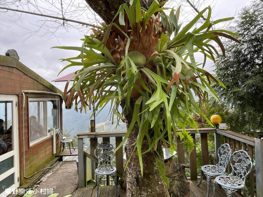 坐流籠下來的香噴噴烤雞｜拉拉山【光明休閒農場】馬告磚窯雞