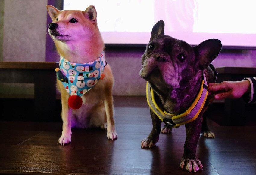 川御燒肉專門店，桃園寵物友善燒肉推薦！職人烤手為您打造美味燒