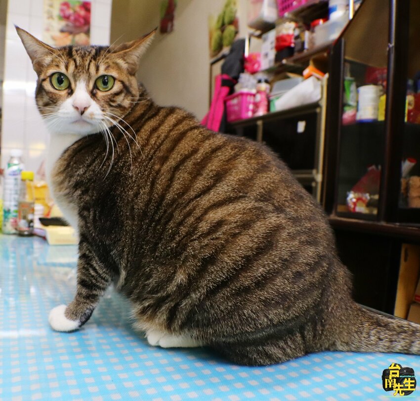 台南雞蛋仔/香港師傅傳授道地口味/獨家港味正統配方/酥脆紮實不空虛/1人作業趕時間不要來/每日限量晚來吃不到