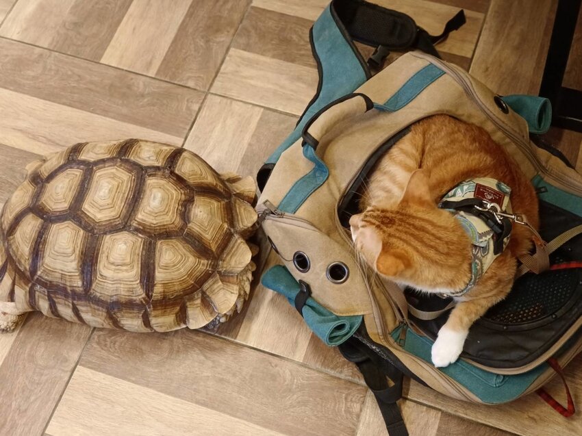 【桃園.平鎮】隱身別墅之中的私廚料理。山腳私廚友善寵物餐廳。一個餐期只接待一組顧客超尊榮體驗